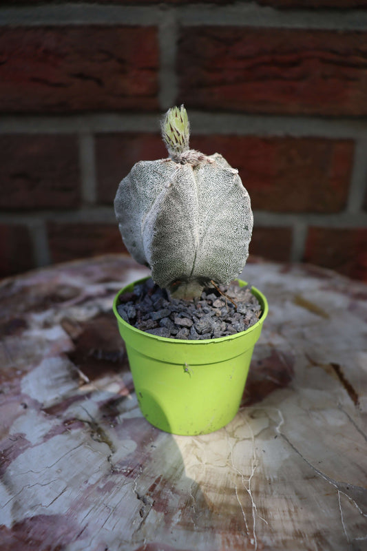 Astrophytum coahuilense - Kaktusjunge