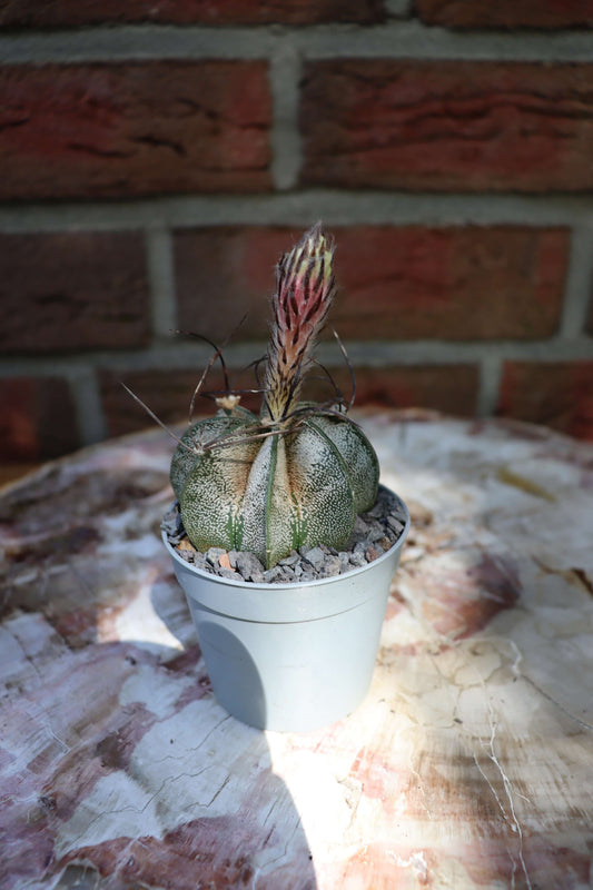 Astrophytum capricorne - Kaktusjunge