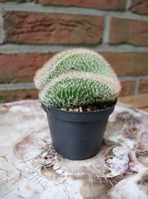 Mammillaria ernestii cristata