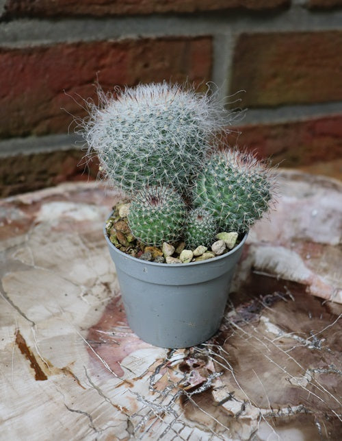 Mammillaria hahniana