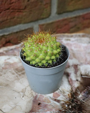 Mammillaria marksiana