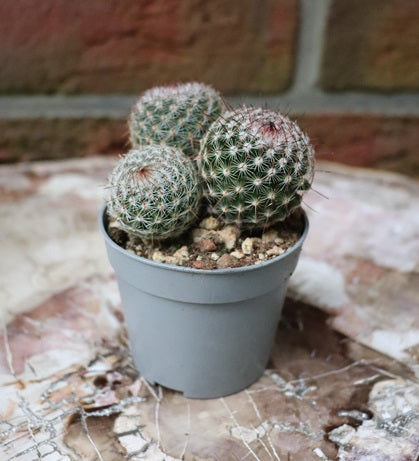 Mammillaria matudae