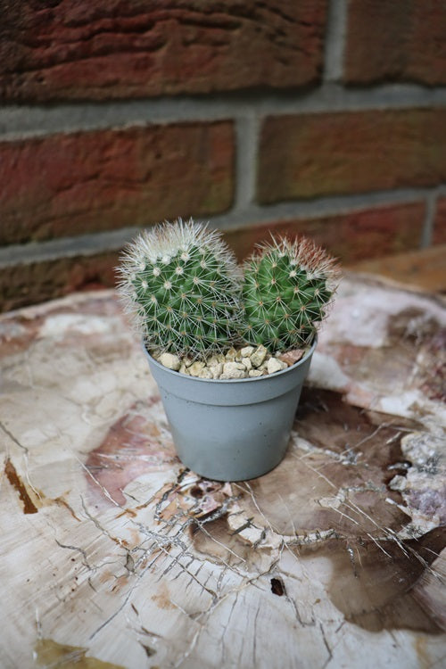 Mammillaria pilacayensis