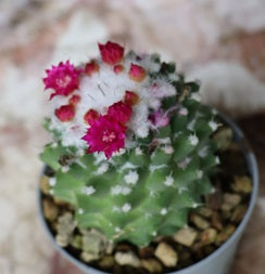 Mammillaria toluca