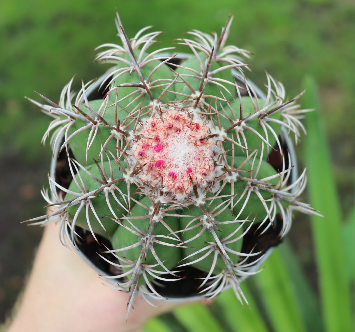 Melocactus matanzanus