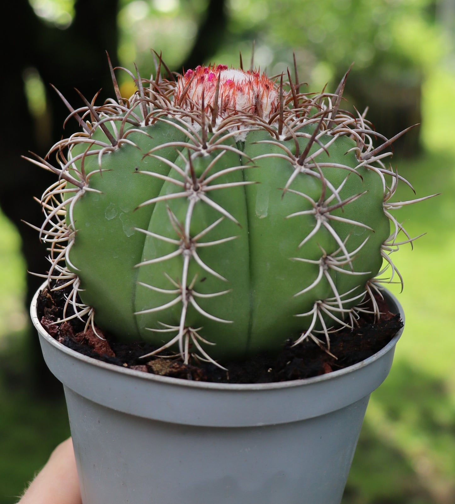 Melocactus matanzanus