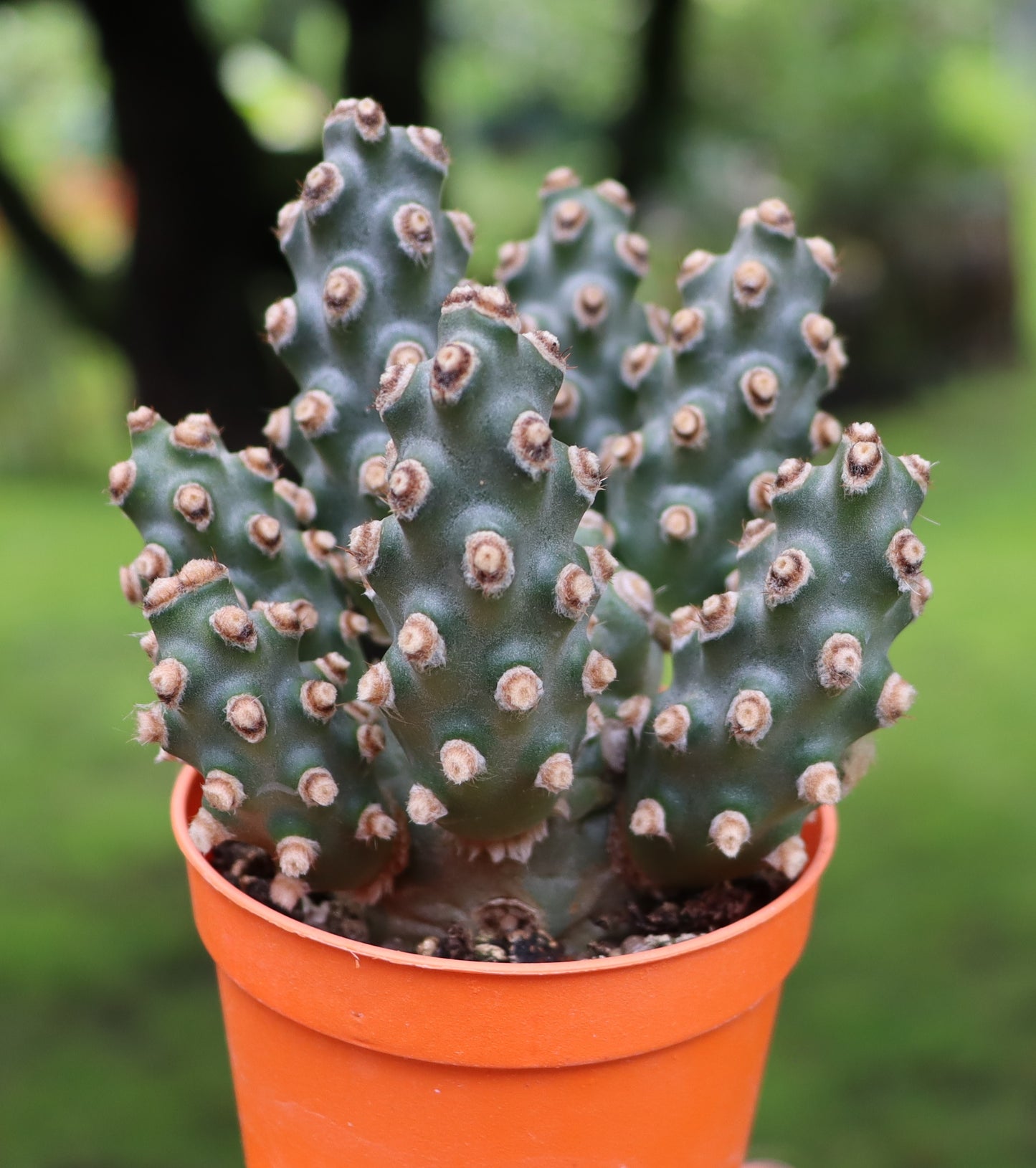 Tephrocactus molinensis