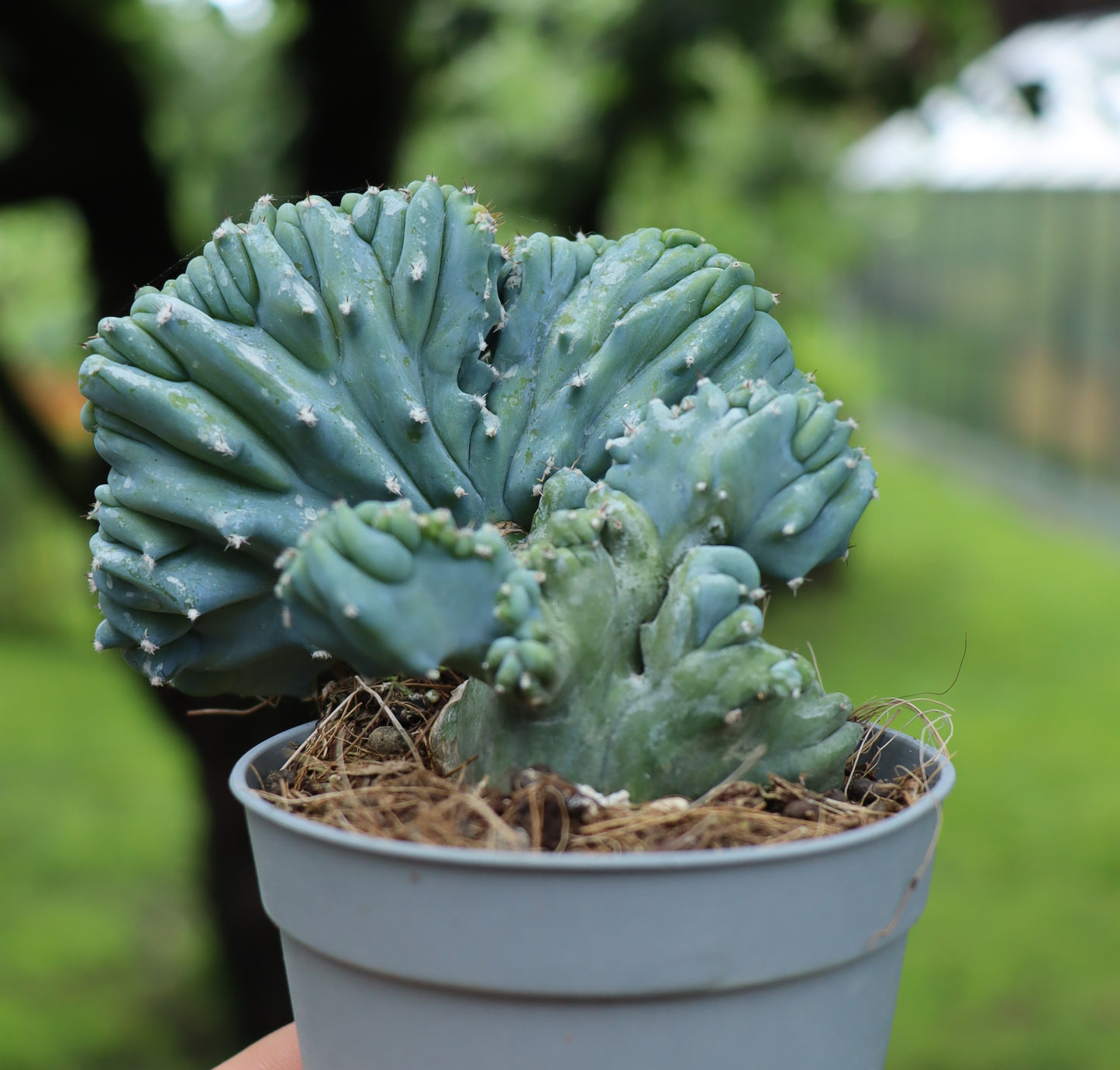 Myrtillocactus geometrizans cristata klein