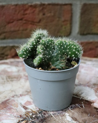 Opuntia cylindrica cristata