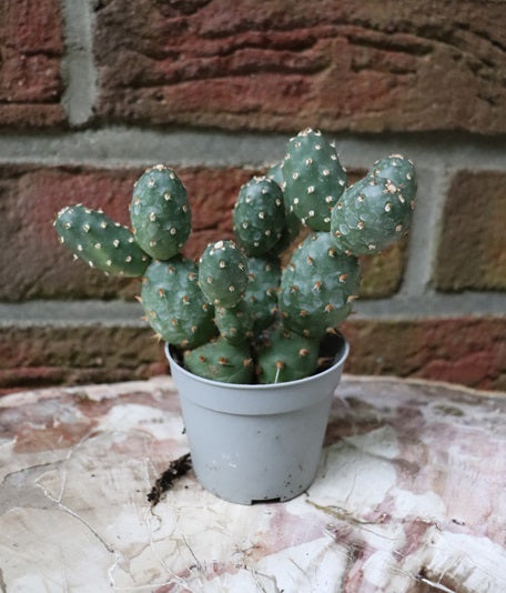 Opuntia fragilis denudata