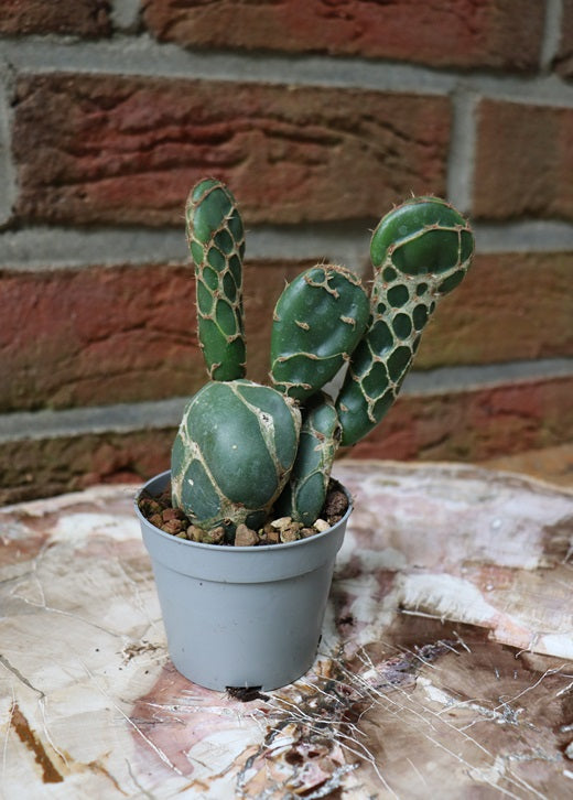 Opuntia reticulata "Kobra"