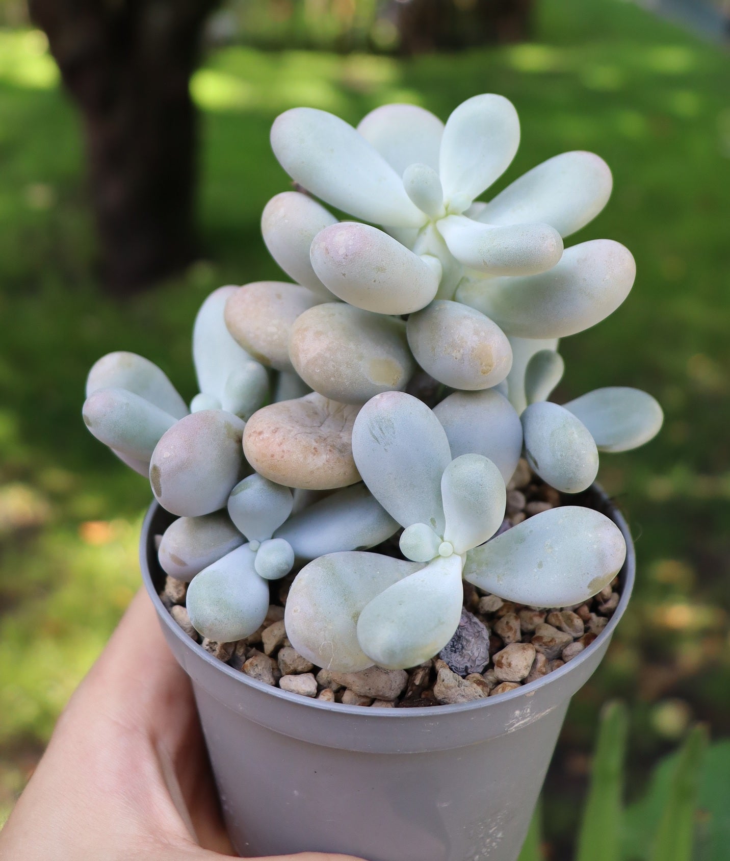 Pachyphytum oviferum "Moonstone"