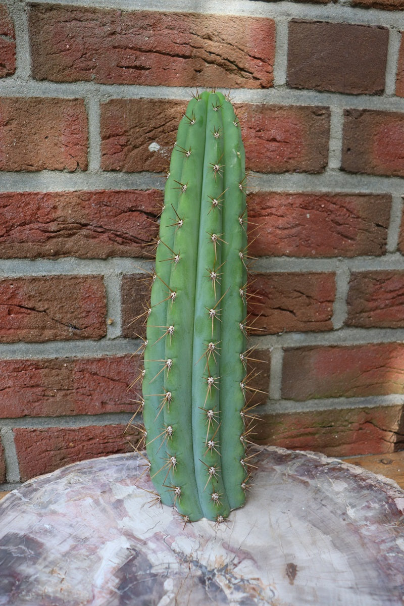 Trichocereus peruvianus XL Steckling