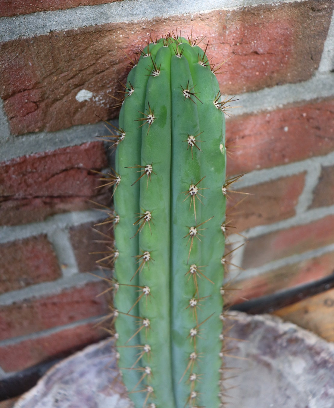 Trichocereus peruvianus XL Steckling