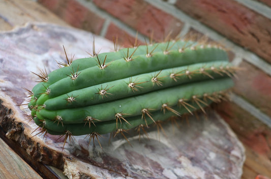 Trichocereus peruvianus XL Steckling