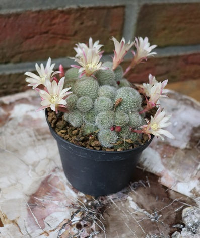 Sulcorebutia sunrise