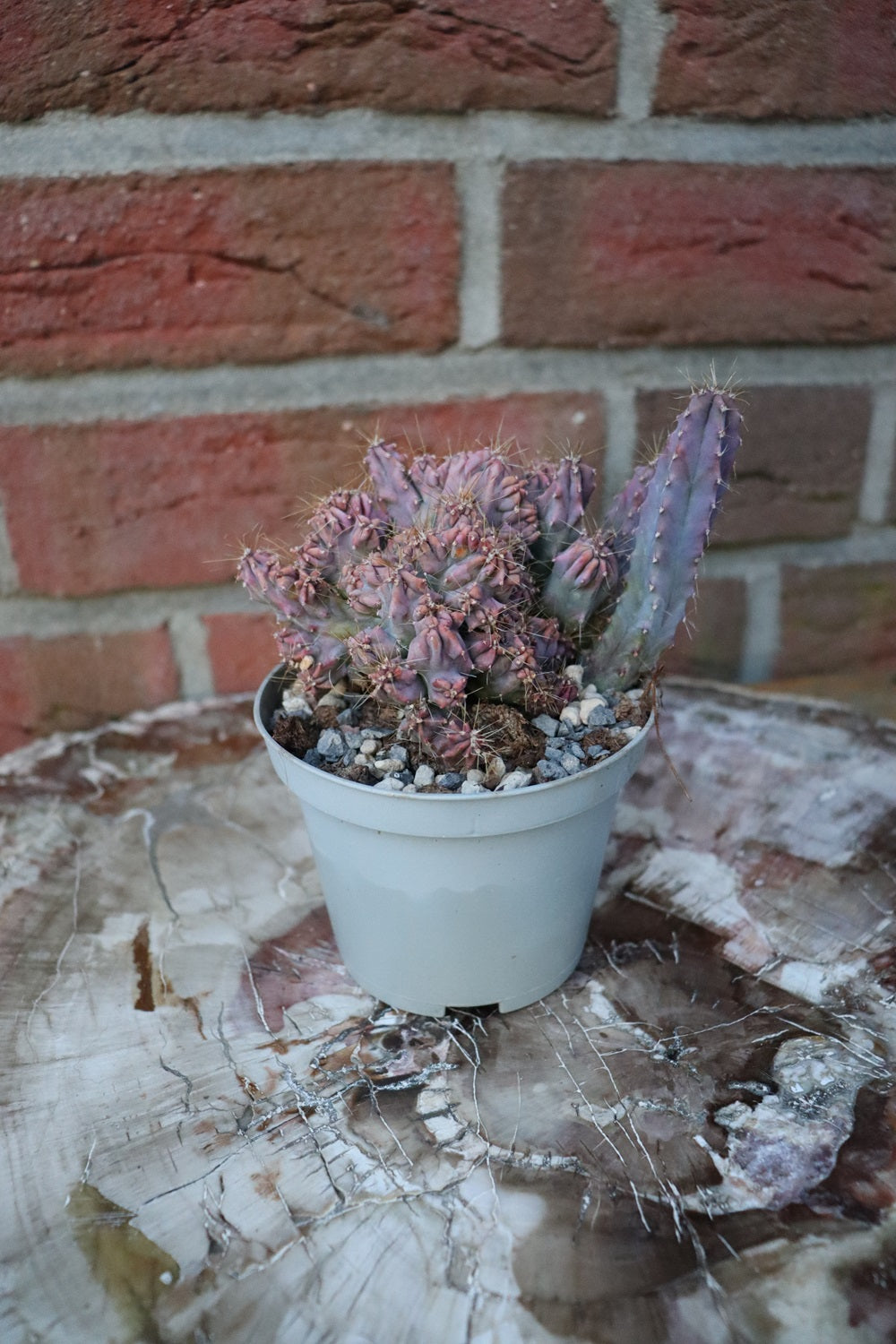 Myrtillocactus geometrizans cristata v. strictum