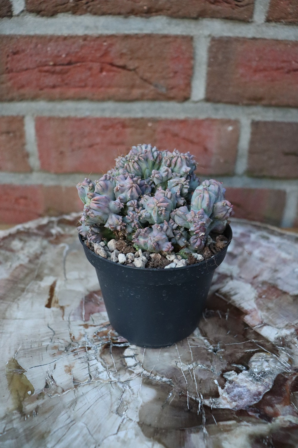 Myrtillocactus geometrizans cristata v. strictum