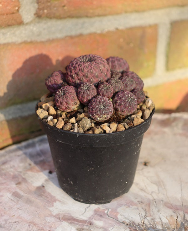 Sulcorebutia rauschii f. violacidermis