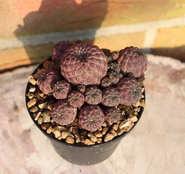 Sulcorebutia rauschii f. violacidermis