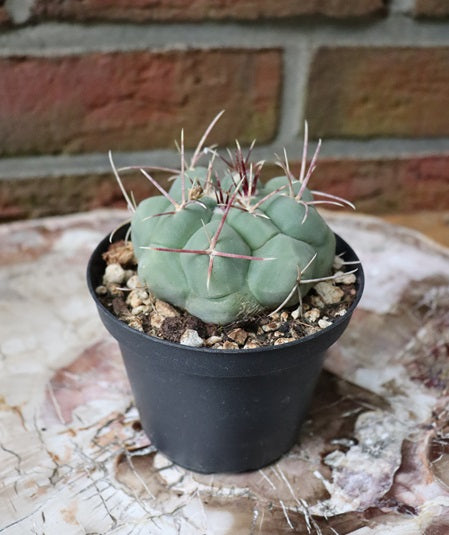 Thelocactus hexaedrophorus