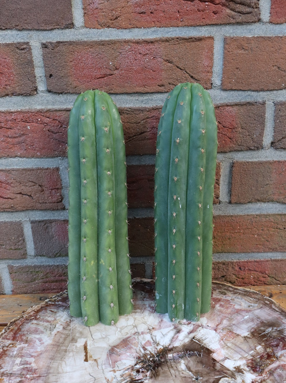 SET 10x Trichocereus pachanoi 30cm