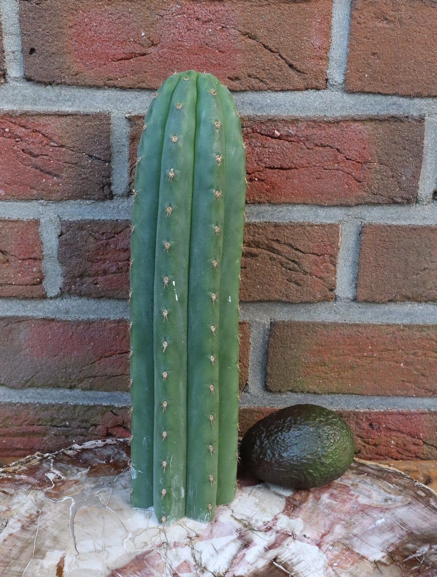 Trichocereus pachanoi 30cm