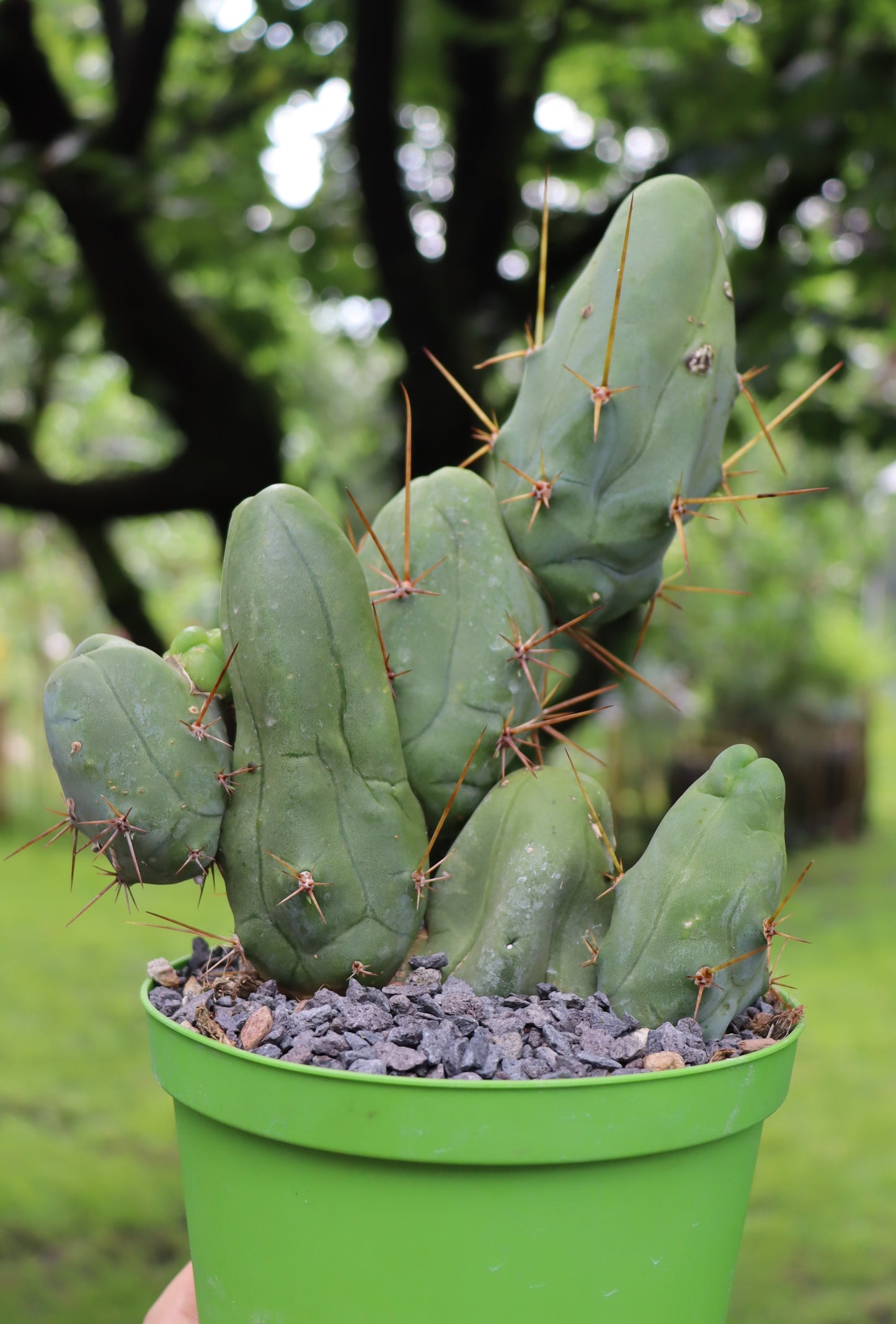 B-Ware Trichocereus bridgesii monstrosus