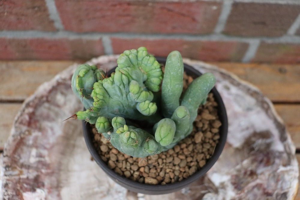 Trichocereus bridgesii monstrosus cristata groß