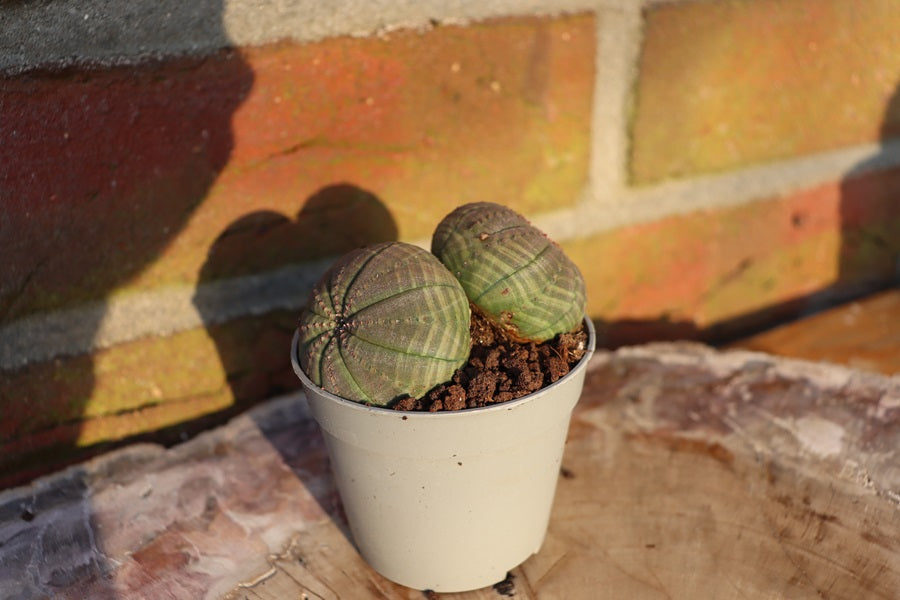 Euphorbia obesa