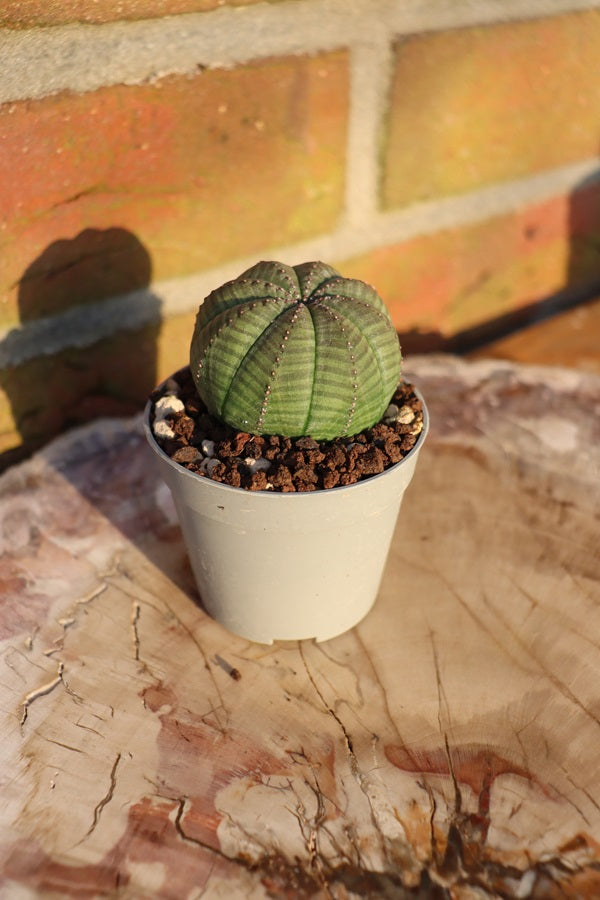 Euphorbia obesa