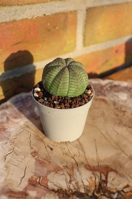 Euphorbia obesa