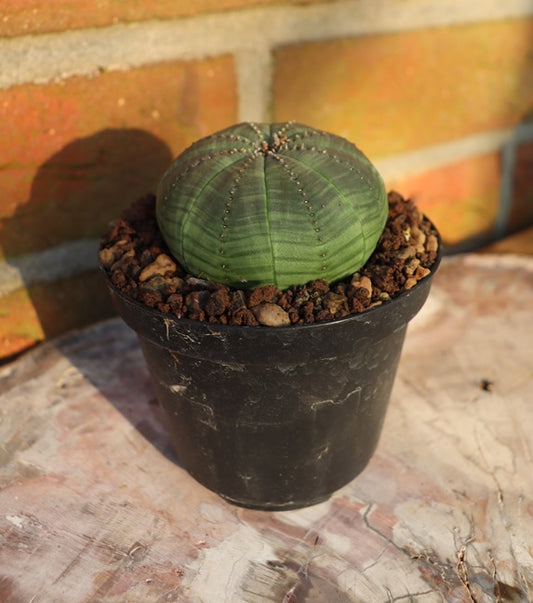 Euphorbia obesa groß