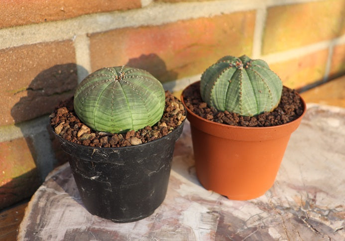 Euphorbia obesa groß