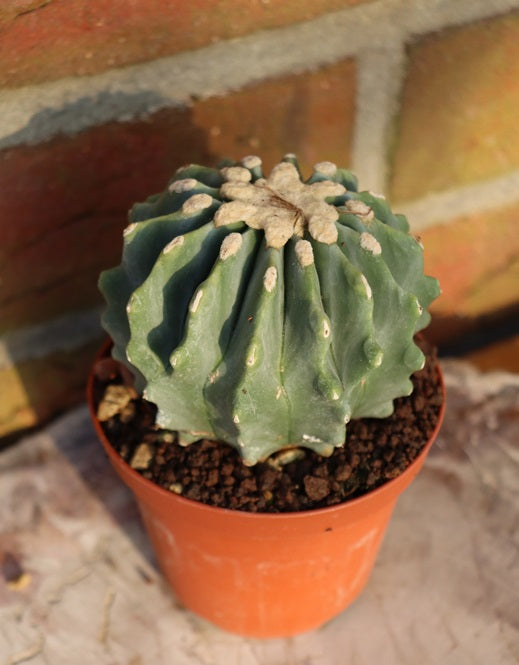 Ferocactus glaucescens inermis