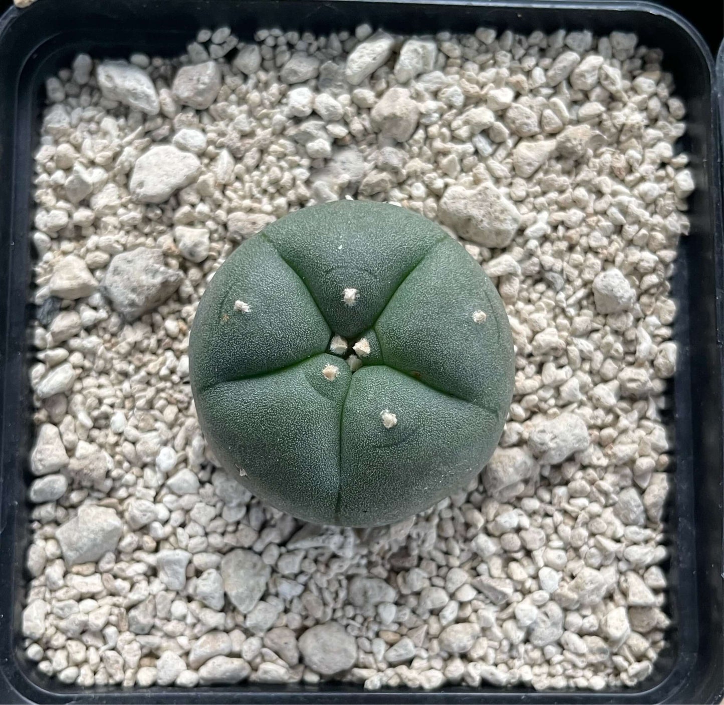 Lophophora Williamsii 2,5cm - Kaktusjunge