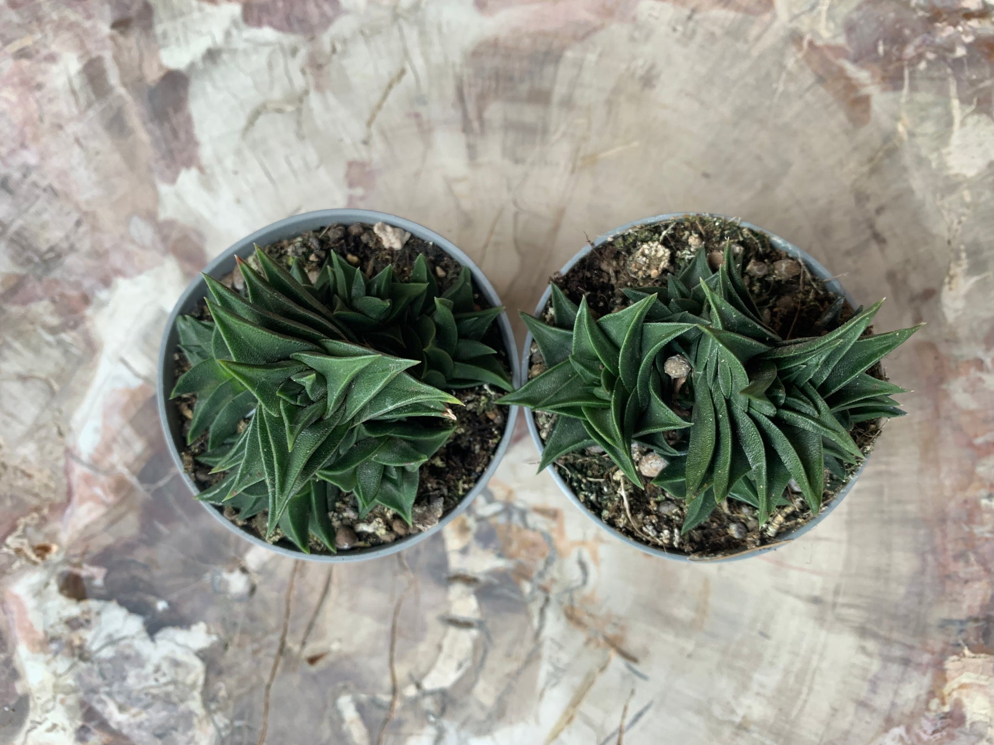 Haworthia viscosa - Kaktusjunge