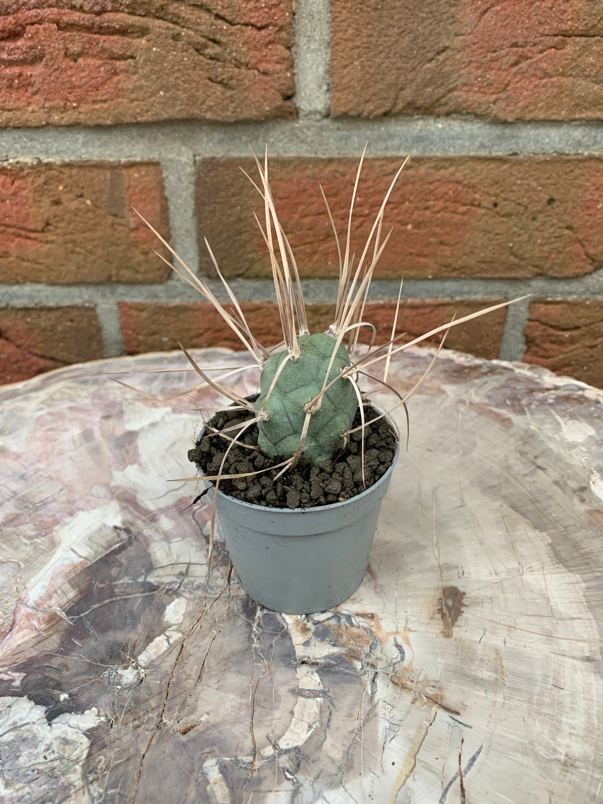 Tephrocactus articulatus syringacanthus - Kaktusjunge