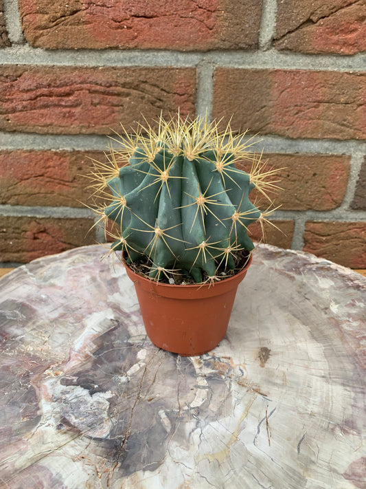 Ferocactus glaucescens - Kaktusjunge