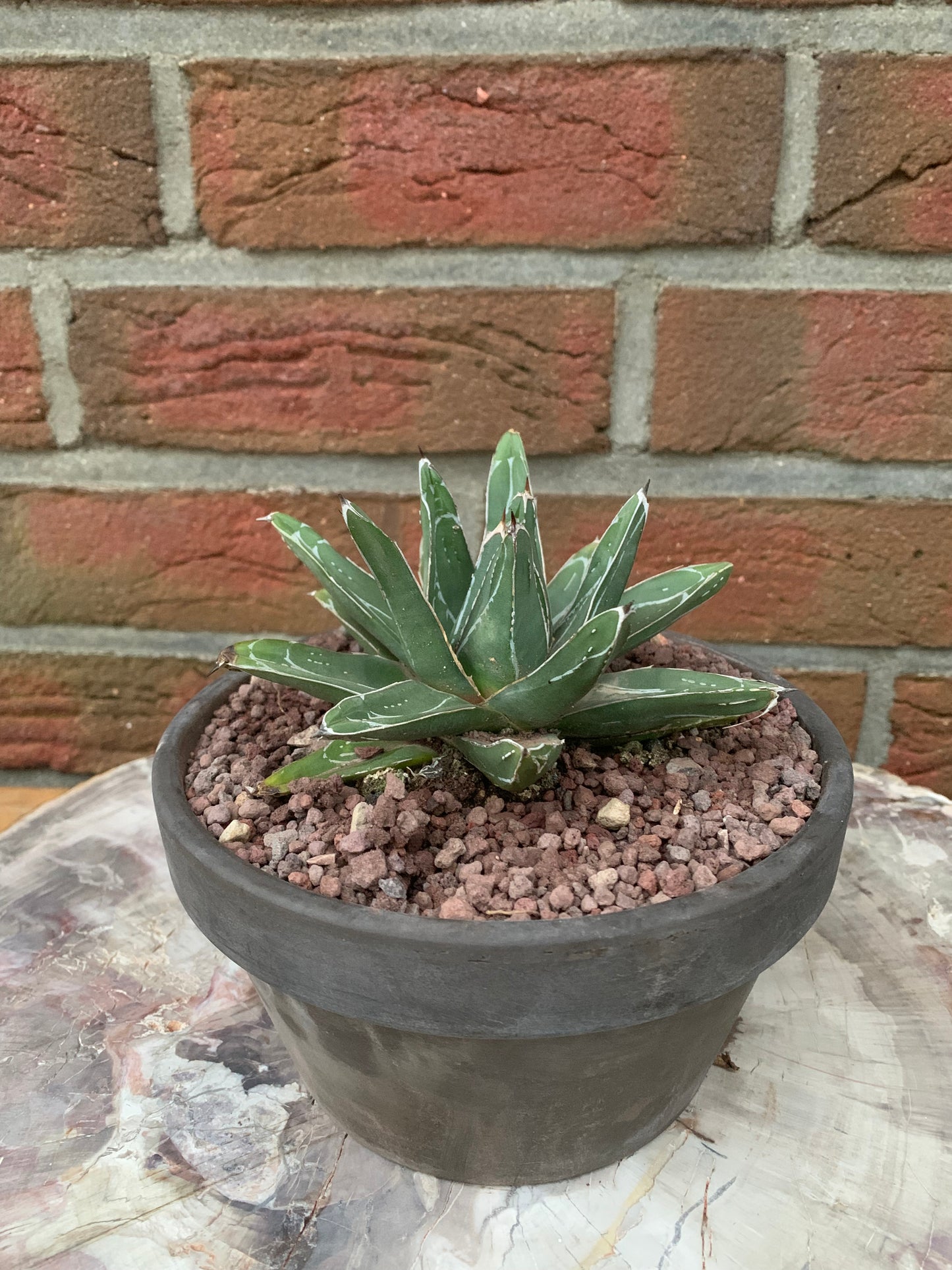 Agave victoriae reginae - Kaktusjunge