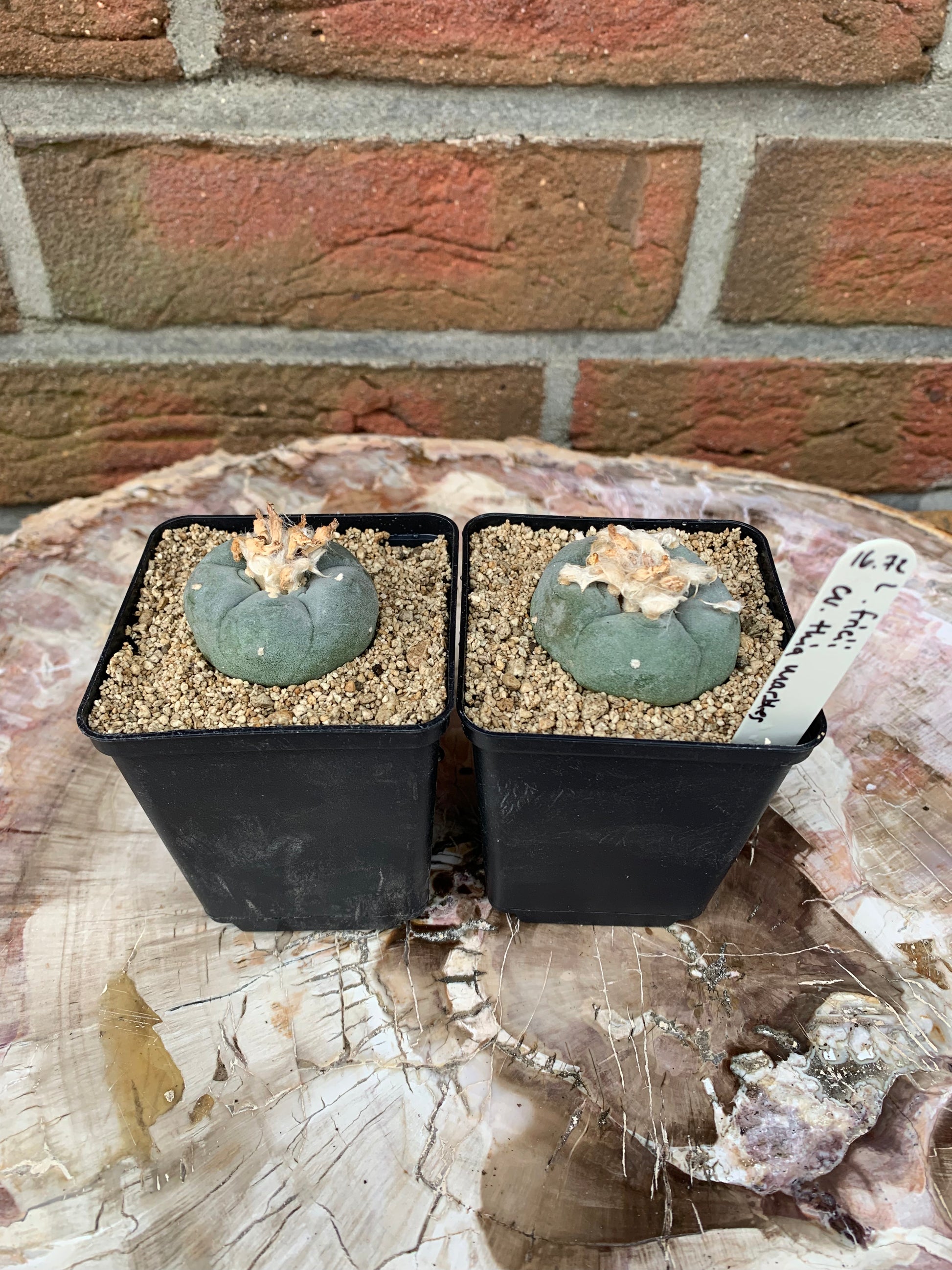 Lophophora fricii cv. thia marbles - Kaktusjunge