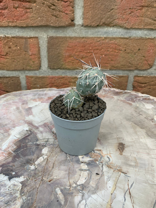 Tephrocactus alexanderi - Kaktusjunge
