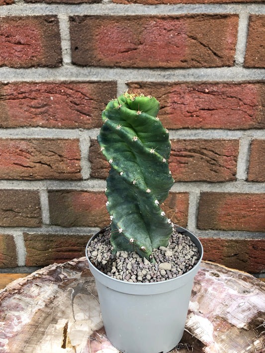 Spiralförmiger Kaktus