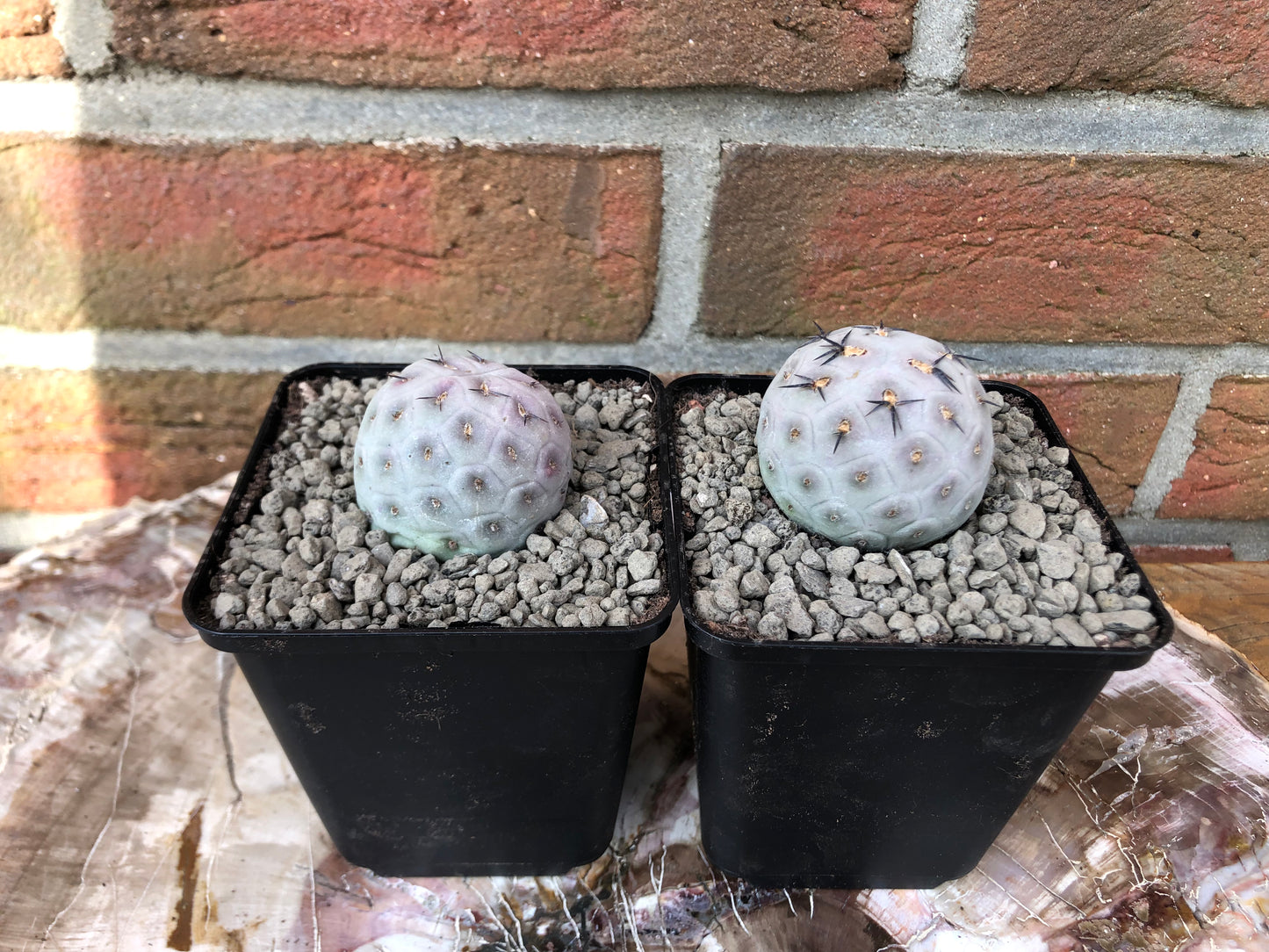 Tephrocactus geometricus 1 Ball - Kaktusjunge