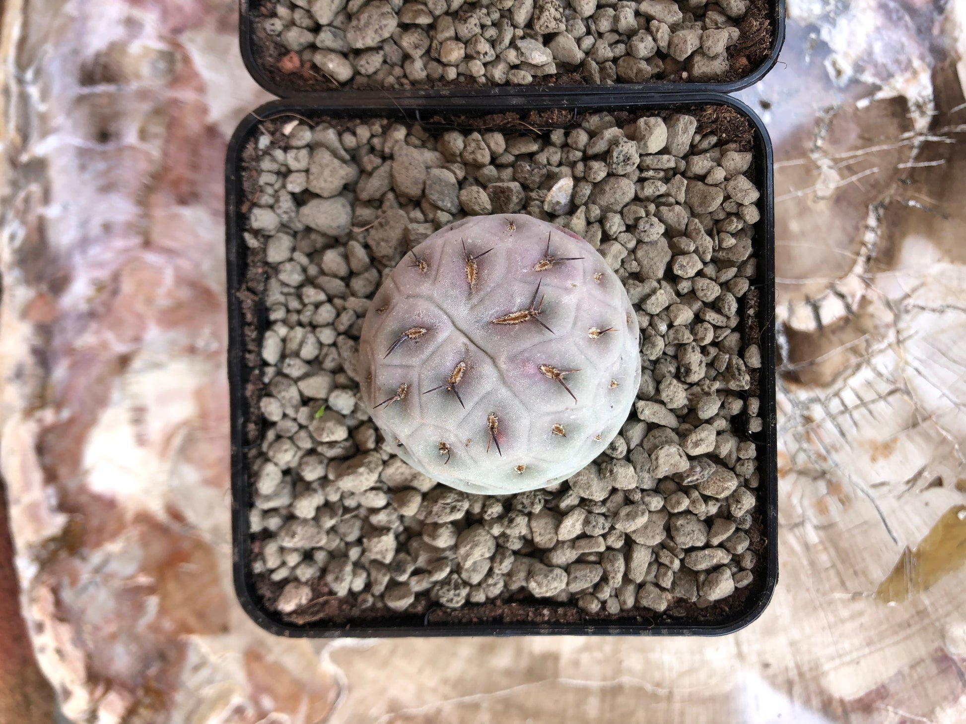 Tephrocactus geometricus 1 Ball - Kaktusjunge