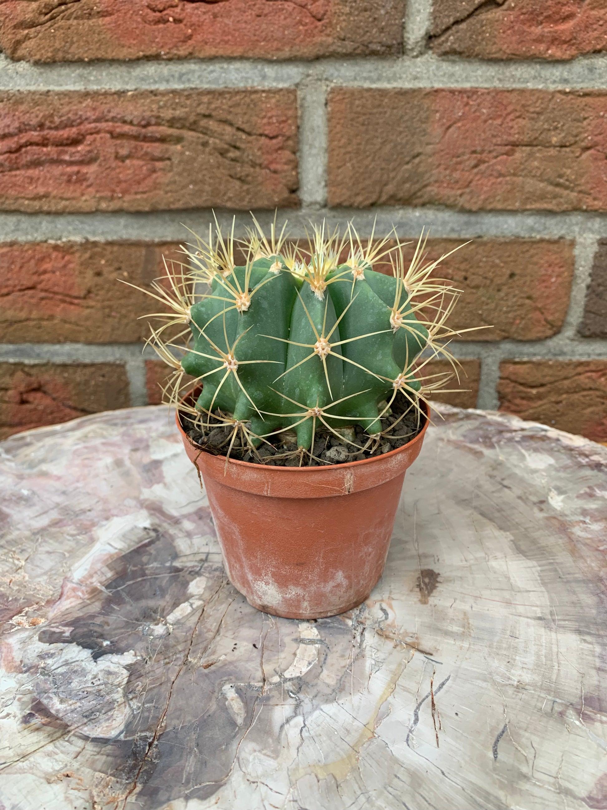 Ferocactus glaucescens - Kaktusjunge