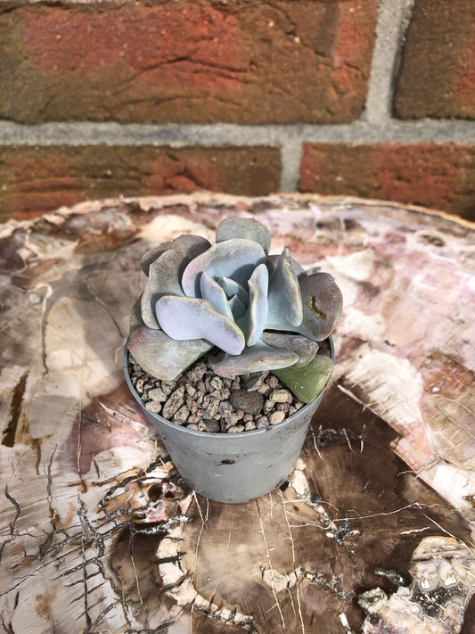 Escheveria cubic frost - Kaktusjunge