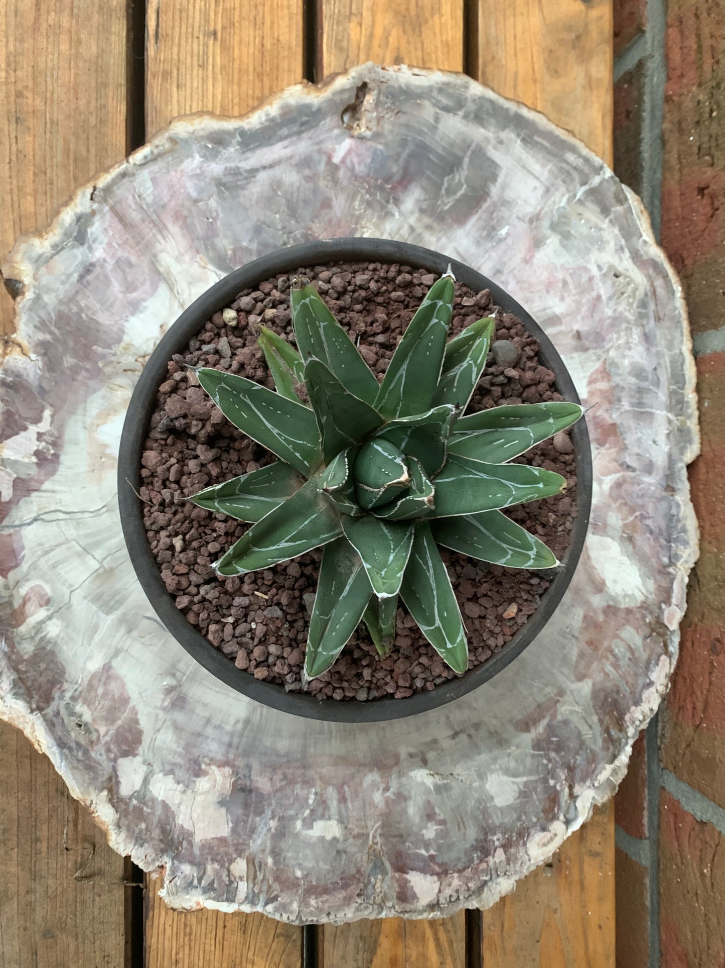 Agave victoriae reginae - Kaktusjunge