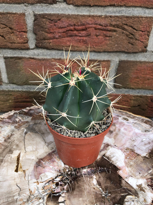 Ferocactus Emoryi - Kaktusjunge