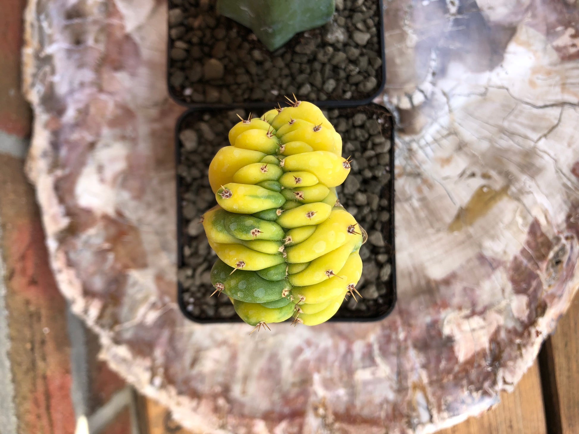 Trichocereus pachanoi cristata variegata - Kaktusjunge